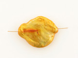 Large Yellow Pearl Baroque Coin, 1 Count