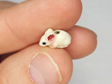 13x8mm White Mouse Ceramic Teeny Tiny Bead, 1 Count