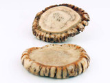 2-1/4in Elk Antler Natural Rosette, 1 Count (Closeout)