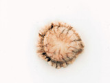Approx 30-40mm Deer Antler Polished Undrilled Rosette, 1 Count (Closeout)